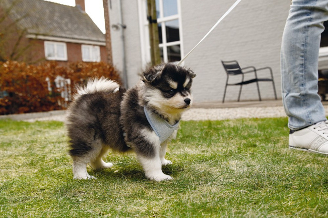 Beeztees Puppy borsttuig Harno blauw